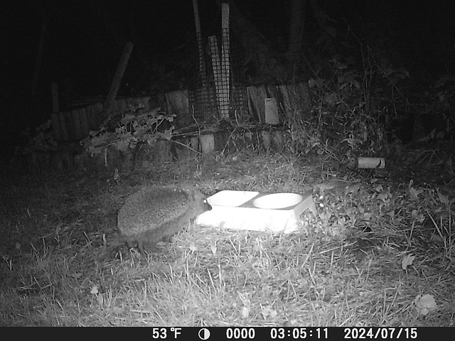 gct[5] - Hedgepig  {14July2024}