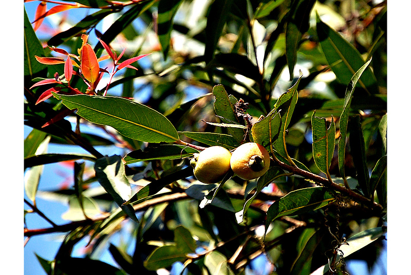 ಪನ್ನಿರ್ ಜಾಮ್ಬ್