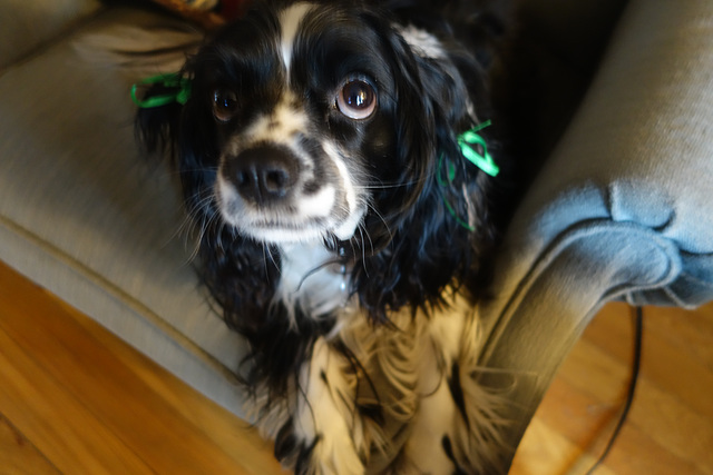 Abigail with Green Ribbons