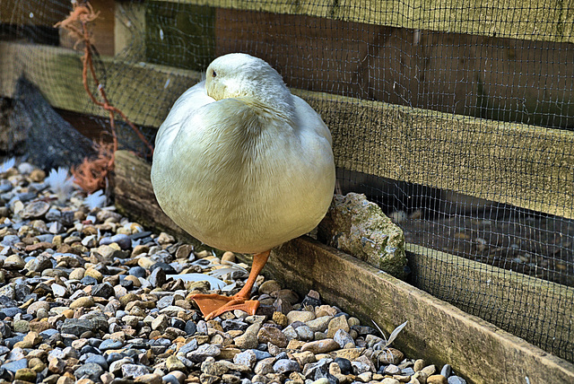 Happy Fowl Friday!!