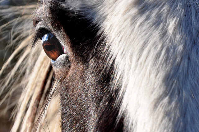 Curious horse