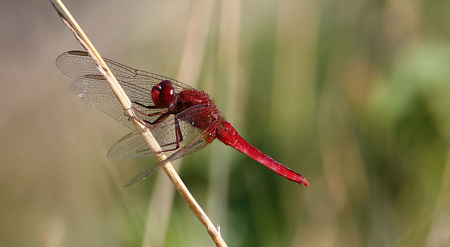 sympetrum rouge sang 07-2015