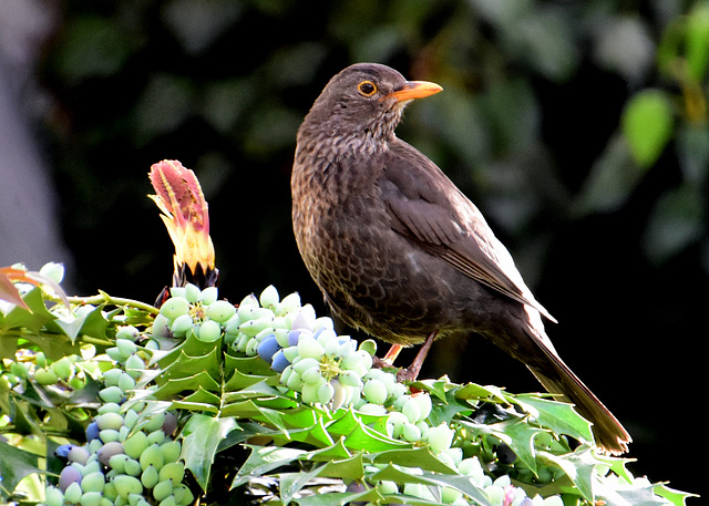 Amsel vor den Beeren einer Mahonia Winter Sun