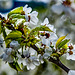 Tiempo de cerezos en flor. Buena primavera para todos
