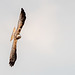 Marsh harrier