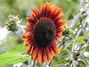 20220919 1713CPw [D~LIP] Sonnenblume (Helianthus annuus), Bad Salzuflen