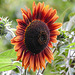 20220919 1713CPw [D~LIP] Sonnenblume (Helianthus annuus), Bad Salzuflen