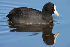 EOS 90D Peter Harriman 12 25 41 88058 coot dpp