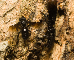 IMG 0216 stingless bee