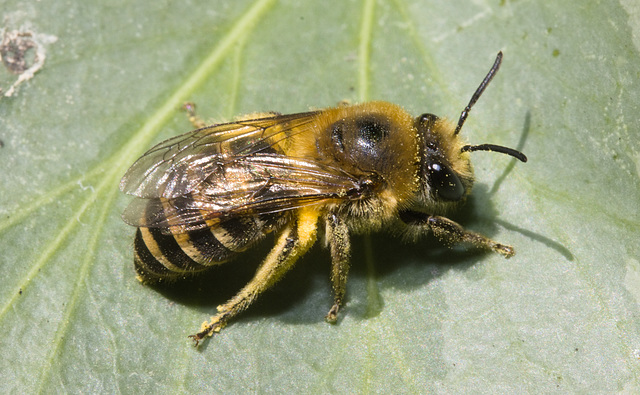 IMG 8453 Ivy Bee