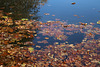 les feuilles mortes se ramassent à ......l' epuisette .