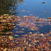 les feuilles mortes se ramassent à ......l' epuisette .