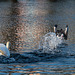 2025-04-02 07h17-A7401176-Avec accentuation-Bruit