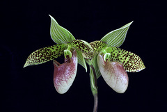 Paphiopedilum sukhakulii