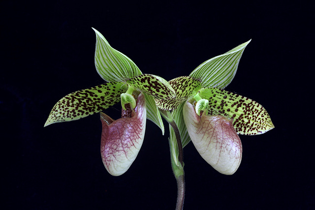 Paphiopedilum sukhakulii