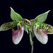 Paphiopedilum sukhakulii