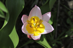 Tulipa bakeri Lilac Wonder (5)