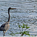 ANGERS BLUE PLANET/PLANETE BLEUE