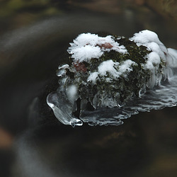 aus Moos und Eis aus Moos und Eis