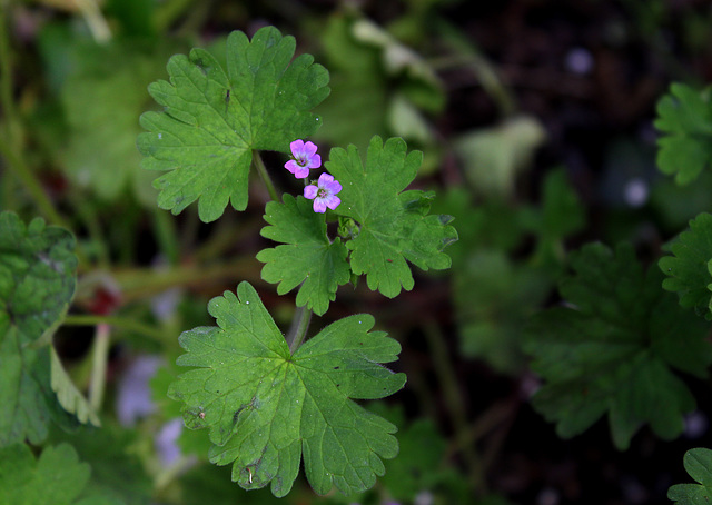 Geranium rotundifolium (4)