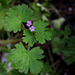 Geranium rotundifolium (4)