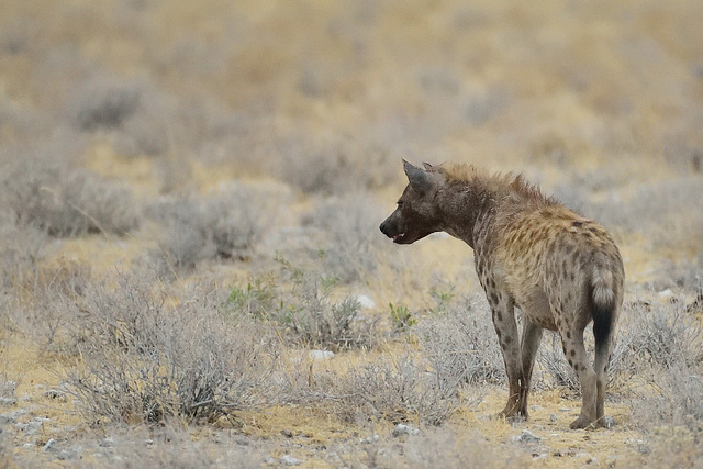 Hyena