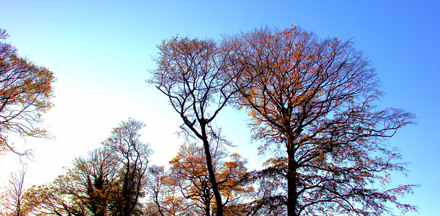 Tree Tops