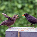 Father Blackbird Mouth-Feeding His Young One 1