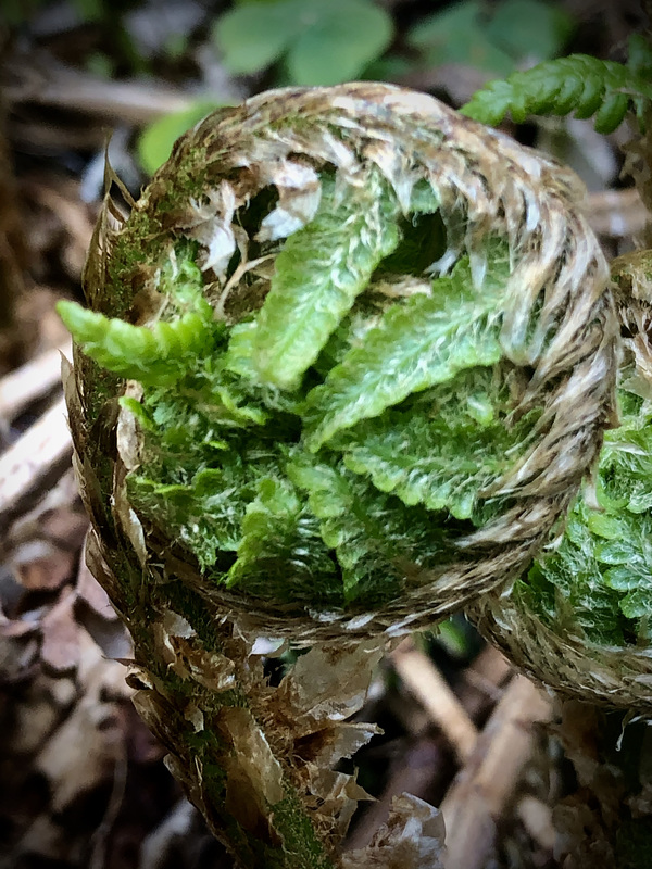 Naissance d’une fougère en forêt de montagne