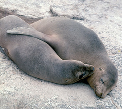 Two smiles from Galapagos