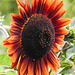 20220919 1714CPw [D~LIP] Sonnenblume (Helianthus annuus), Bad Salzuflen