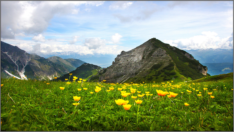 Mountain Meadow