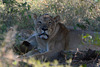 Zimbabwe, Hwange National Park, Lioness in the Shade