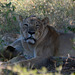 Zimbabwe, Hwange National Park, Lioness in the Shade