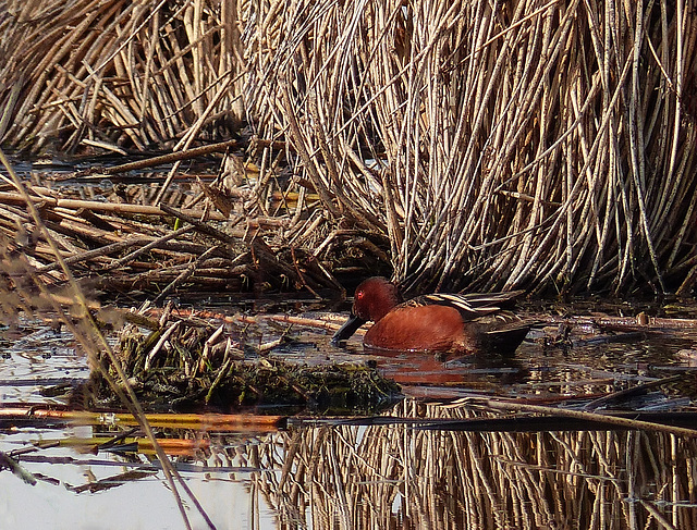 Cinnamon Teal