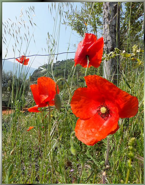 Mohnblumen. (Papaver rhoeas) ©UdoSm