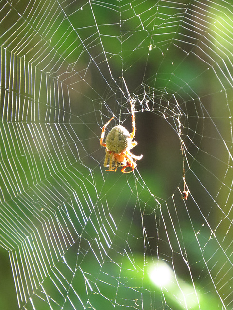 A large spider in the dawn sunshine