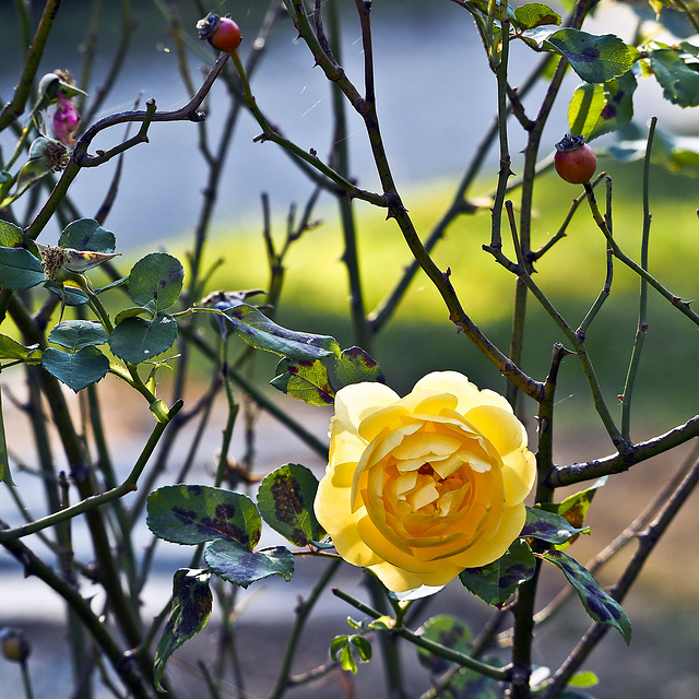 The last rose of the season