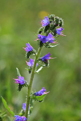 Echium vulgare - vipérine Echium vulgare - vipérine