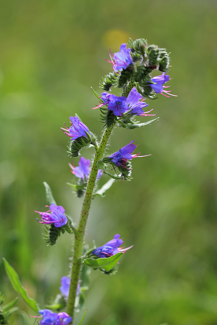 Echium vulgare - vipérine