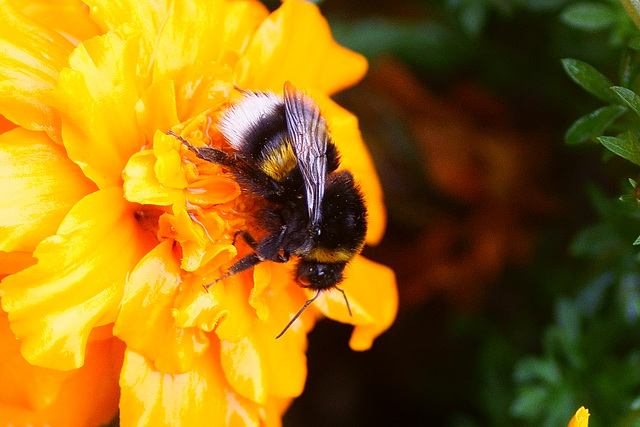 Hummel auf Gartenblume