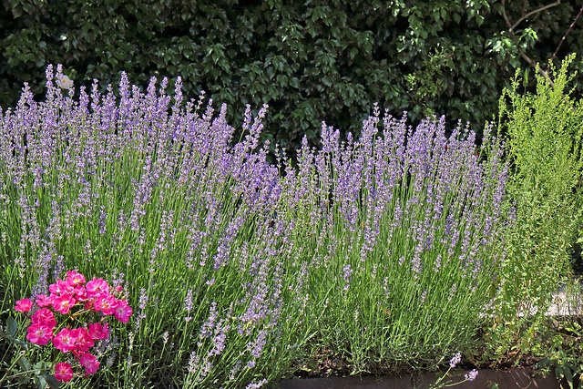 Kartause Ittingen - Lavendula spec. (Lavendel)