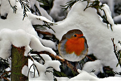 Le petit rouge gorge et la neige du 10 février.