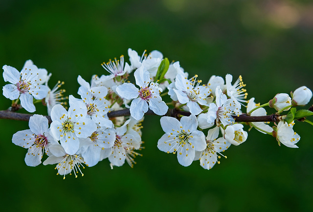 Spring Blossom