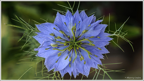 Nigelle de Damas GF