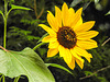 20220919 1715CPw [D~LIP] Sonnenblume (Helianthus annuus), Bad Salzuflen