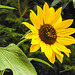 20220919 1715CPw [D~LIP] Sonnenblume (Helianthus annuus), Bad Salzuflen