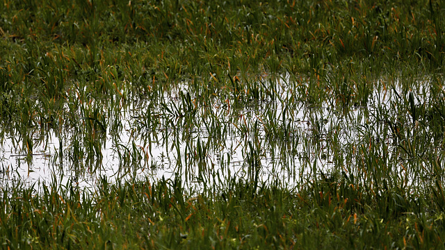 Flaque d'eau non SSC