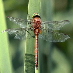 EOS 90D Peter Harriman 13 38 37 17396 raggedNorfolkHawker dpp