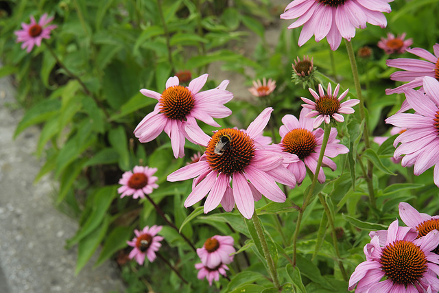 Echinacea Purpura